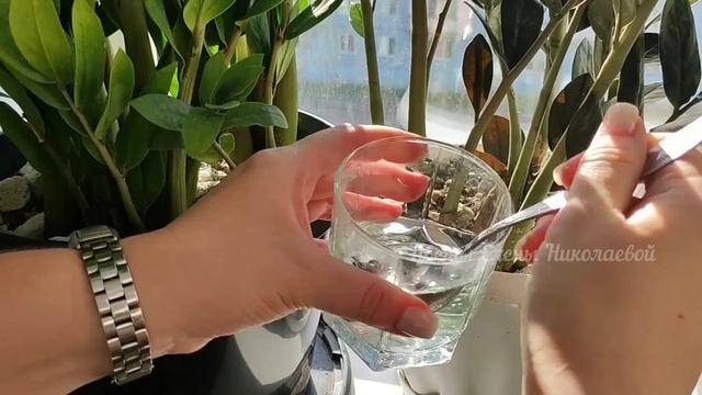 СРОЧНО НАЛЕЙТЕ ЭТО в ЗАМИОКУЛЬКАС и даже самый чахлый цветок оживет и выпустит много новых листьев смотреть онлайн