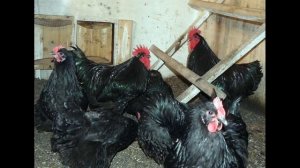 Куры породы джерсийский гигант — описание и характеристики