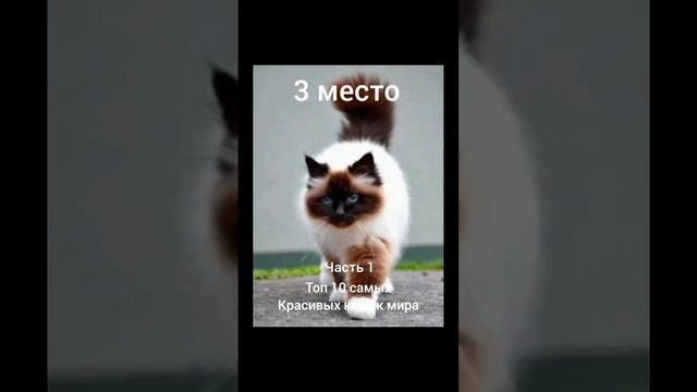 Топ 10 самых красивых кошек мира #кошки #природа #самые красивые#лайк смотреть онлайн