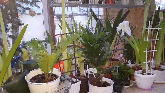 Gloxinia / Gloksynia / Cykas / Monstera / Hippeastrum / Clivia смотреть онлайн