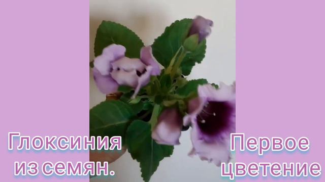 Цветение глоксиний, . Глоксиния из семян, смотреть онлайн