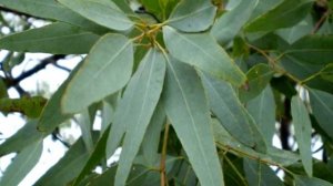 Основная польза эвкалипта. Состав и полезные свойства