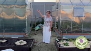 СПАСАЕМ РАСТЕНИЯ В ТЕПЛИЦЕ И НА ГРЯДКАХ ОТ ЖАРЫ!