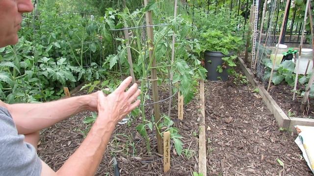 Tomato Plants: Staking, Removing Suckers, Single Stem Pruning and Cloning/Rooting - TRG 2016 смотреть онлайн