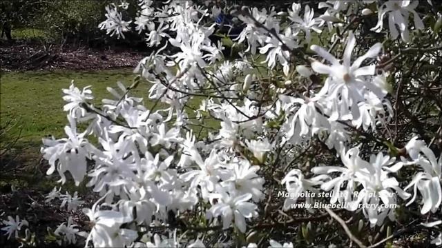 Magnolia Stellata 'Royal Star' (Star Magnolia)