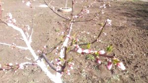 На что лучше привить персик, наблюдение.