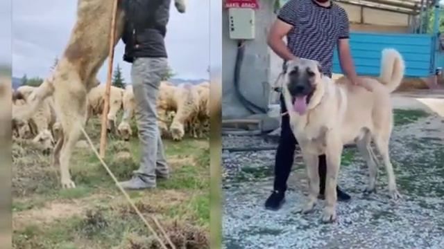 Собаки пастухи, работа 2 смотреть онлайн