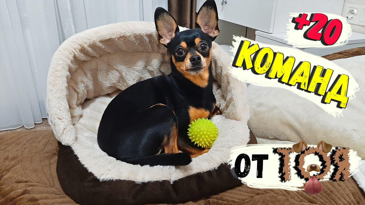 Той-терьер выполняет 20 команд смотреть онлайн