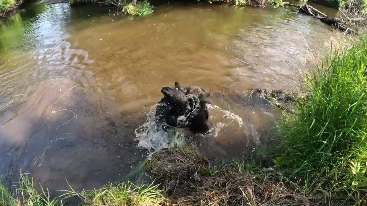 Медвежата на речке. смотреть онлайн