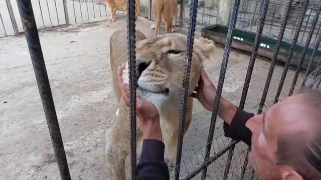 КняZz — Брат (Клип посвящён Анатолию Епишеву / Парк Львов «Прайд» / Абхазия, Аацы) смотреть онлайн