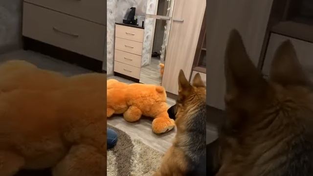 Как отучить собаку кусаться | #reels смотреть онлайн