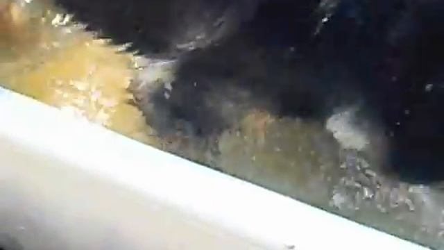 Собака в ванне чуть не утонула )Ржака смотреть онлайн