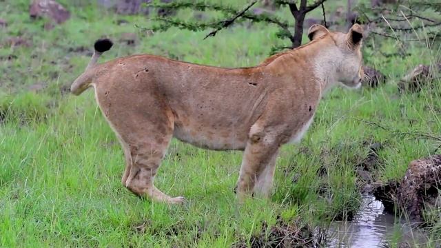 MAASAI MARA The Photographic Safari смотреть онлайн