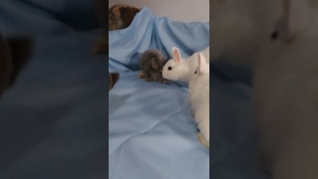 Мини кролики. Гермелины и мини рексы смотреть онлайн