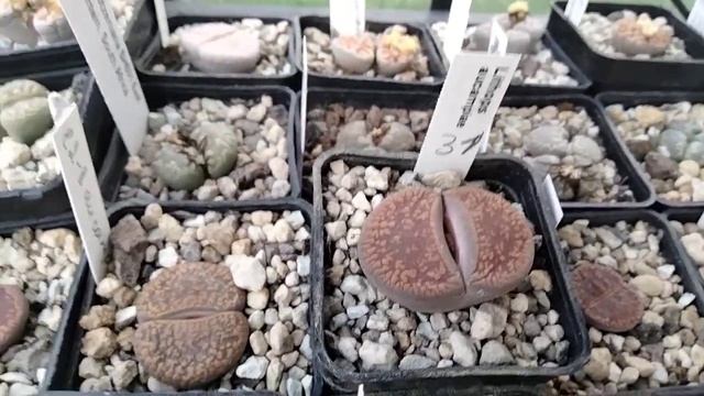 Обзор растений.Литoпсы.Кактусы.Зима. смотреть онлайн