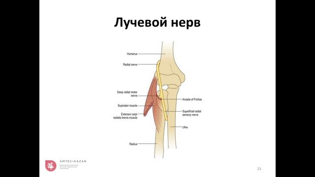 Как выполнить УЗИ локтевого сустава?