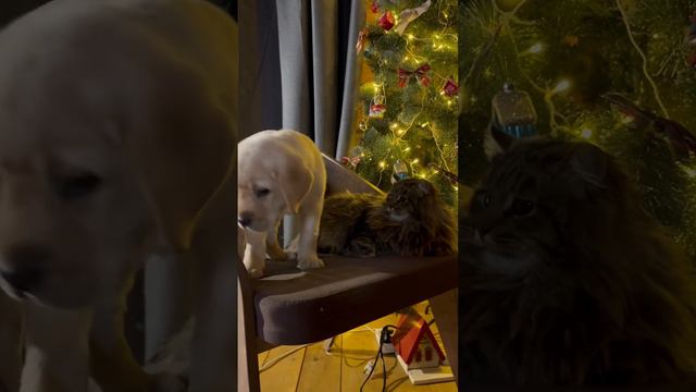 Лабрадор и сибирский кот 🐈⬛ смотреть онлайн