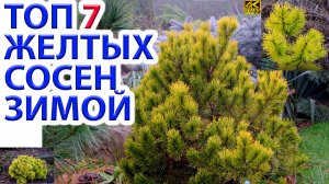 Топ 7 самых желтых зимой сосен