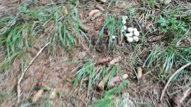 Горска пърхутка, Зърнеста пърхутка смотреть онлайн