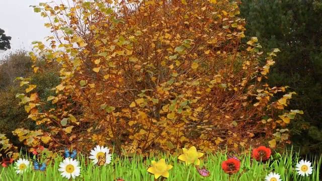 Липа мелколистная (winter Orange) ? Обзор: посадка и уход. крупномеры липы : описание и особенности