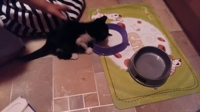 Кошка Меси.У нас появилась любимица.Наш котенок. смотреть онлайн