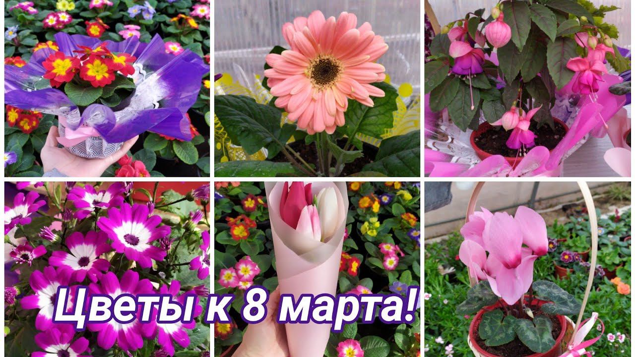 Цветы к 8 марта. Обзор ассортимента и цен.