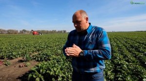 Как выращивают столовую свёклу в Ростовской области | Опыт хозяйства "ИСТОК-1"