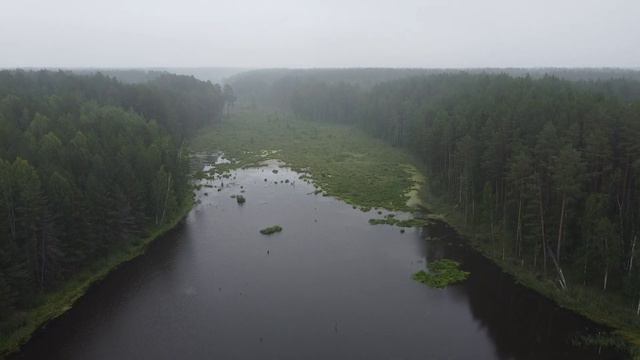Лес в тумане. смотреть онлайн