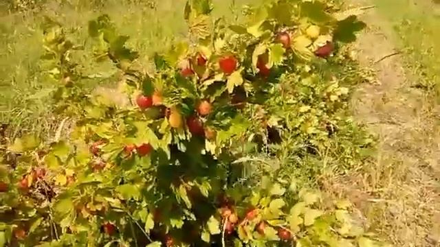 Крыжовник из Беларусь смотреть онлайн