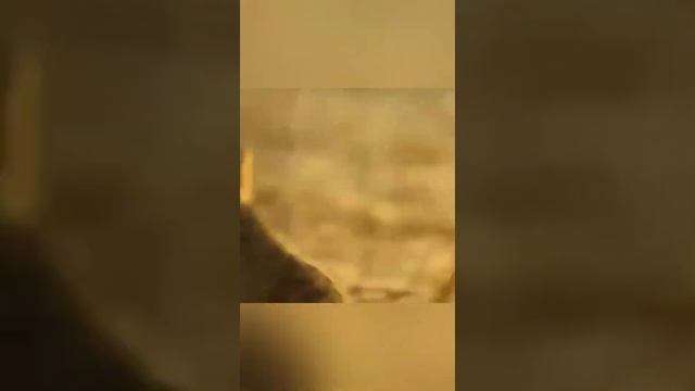 сурикат против скорпиона кто победит,такое редко увидишь битвы животных снятые на камеру, смотреть онлайн