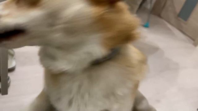 МАЛЕНЬКИЙ ПОМОШНИК ?делаю кулич/ ?Купили обои смотреть онлайн