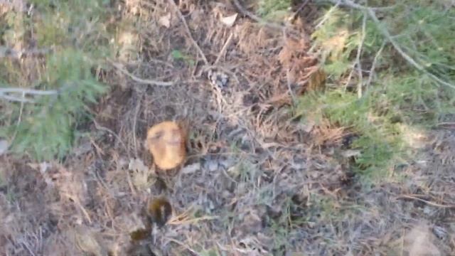 Первые  грибы маслята в середине мая. Грибной сезон 2021 года.