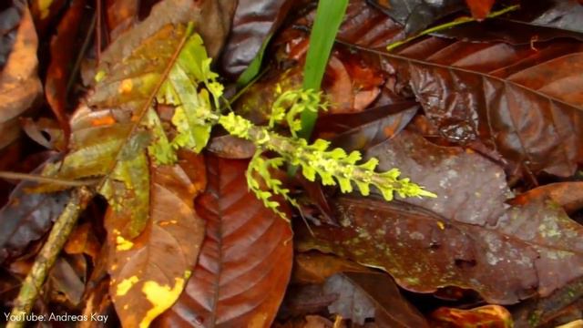 10 Most Beautiful Stick Insects Ever Discovered смотреть онлайн