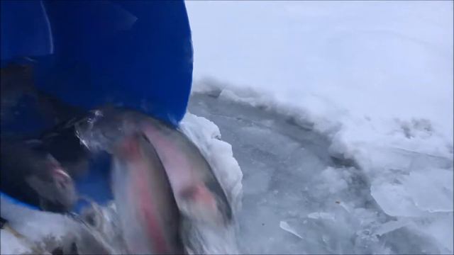 Запуск форели в Савельево-2 смотреть онлайн