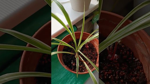 Negaliu nepasigirt Oxalis deppei(?) Немогу неподелиться смотреть онлайн