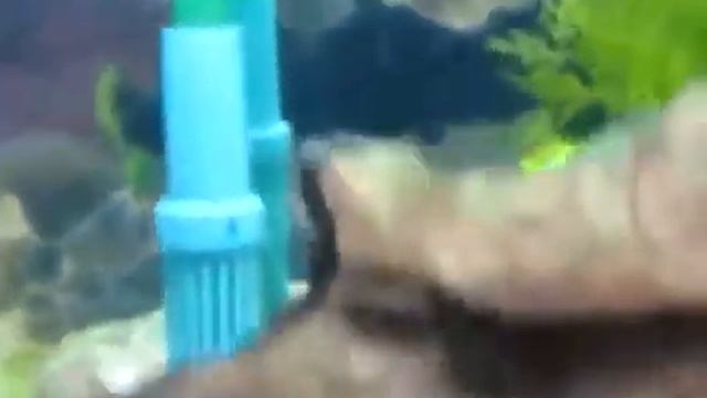 Анциструс звездчатый Ancistrus hoplogenys смотреть онлайн