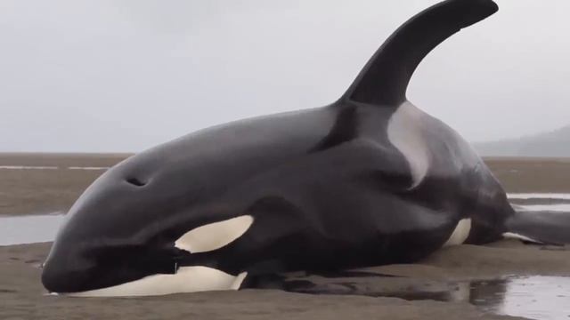 Killer Whales Beached While Hunting for Seals - Prince Rupert Adventure Tours смотреть онлайн