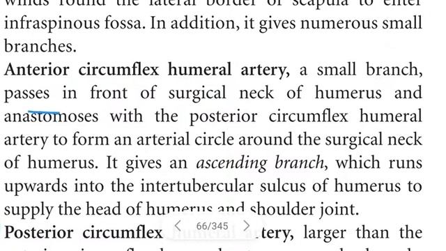 Axilla || Axillary artery || Artery vein || Axillary lymph nodes смотреть онлайн