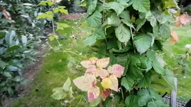 22.10.20. Обзор сада. Добавила фото сада, как он выглядел раньше. смотреть онлайн