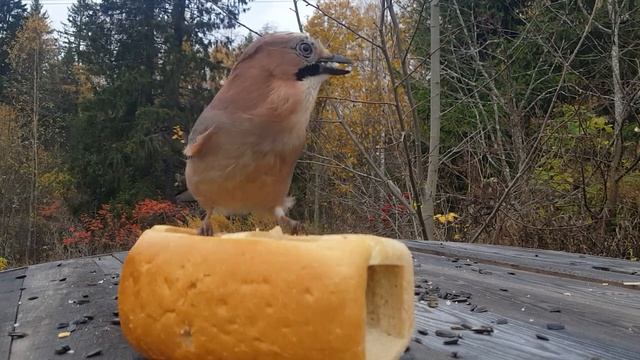 Кормушка для птиц из буханки хлеба смотреть онлайн