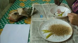 Как я собираю семена астры.