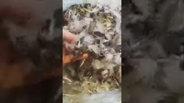 Подушки от Кировской фабрики!!! Нас дурят! смотреть онлайн