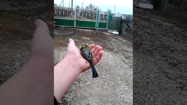 Обзор ловушки для синиц смотреть онлайн