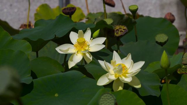 обзор//мы родились в сибири//халява-мечта пар@зита смотреть онлайн