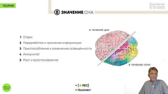 Биология ЕГЭ - Сон. Цикл сна. смотреть онлайн