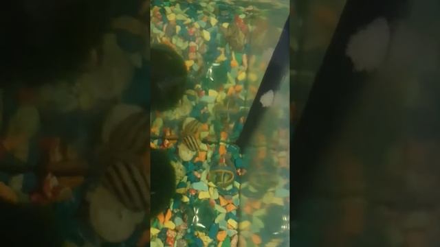 Улитки Спикси (ельфи,зебра). Отложили икру.