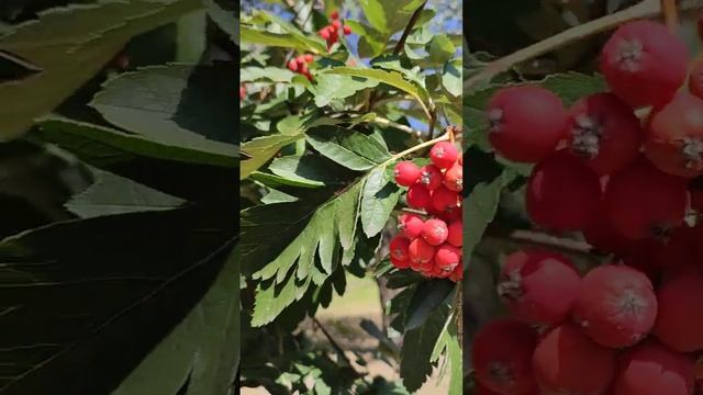 Красная рябина в парке #shorts #рябина #лето смотреть онлайн