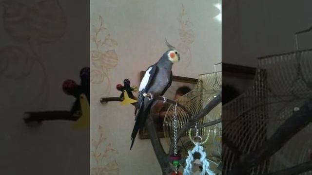 Кирюша корелла смотреть онлайн
