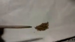 Посев семян клубники и земляники + результат.Просто и эфективно!