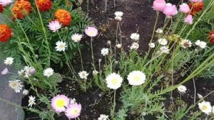 Сухоцвет. Акроклинум солнечный цветок.